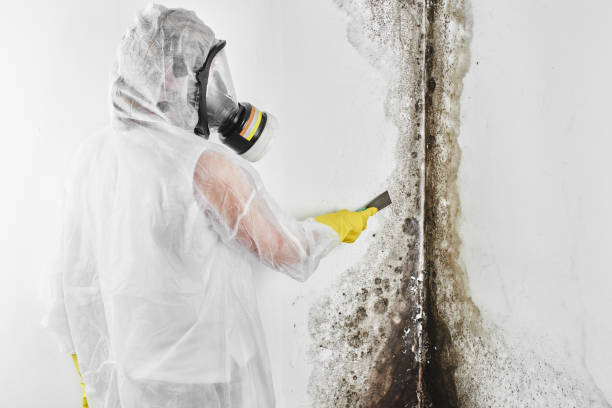 Crawl Space Mold Removal in St Cloud, FL