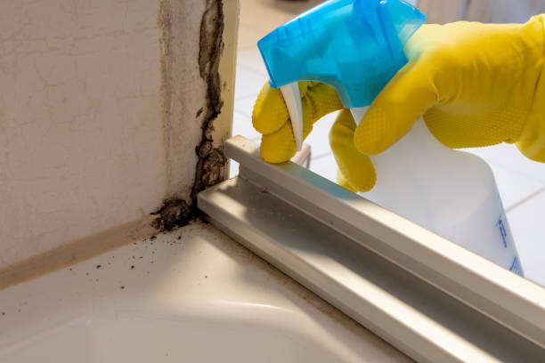 Best Mold Damage Repair  in St Cloud, FL