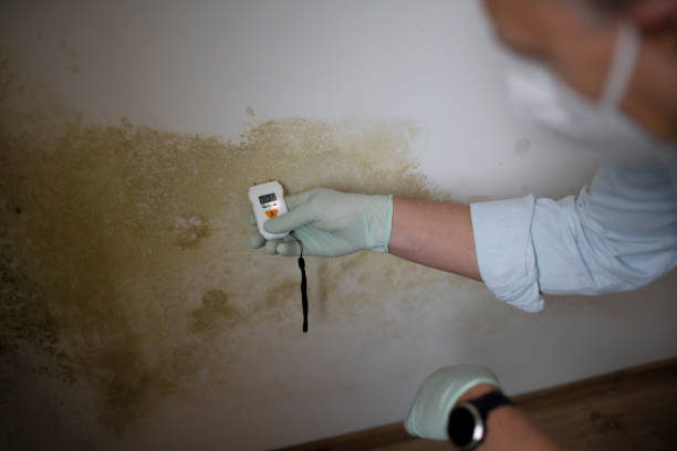 Best Mold Remediation  in St Cloud, FL