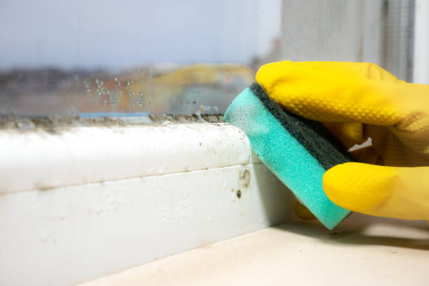 Best Mold Cleaning Services  in St Cloud, FL