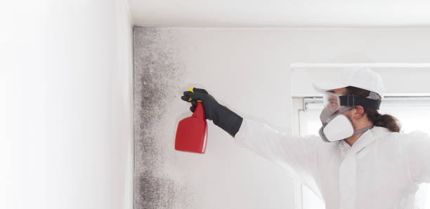 Professional Mold Removal in St Cloud, FL