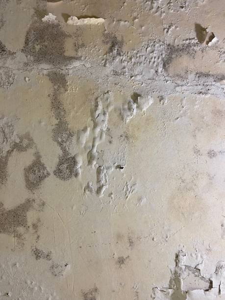 Best Black Mold Removal  in St Cloud, FL