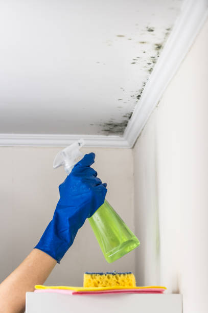 Best Commercial Mold Removal  in St Cloud, FL
