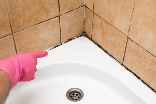 Best Mold Testing  in St Cloud, FL