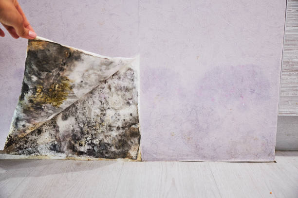 Best Crawl Space Mold Removal  in St Cloud, FL